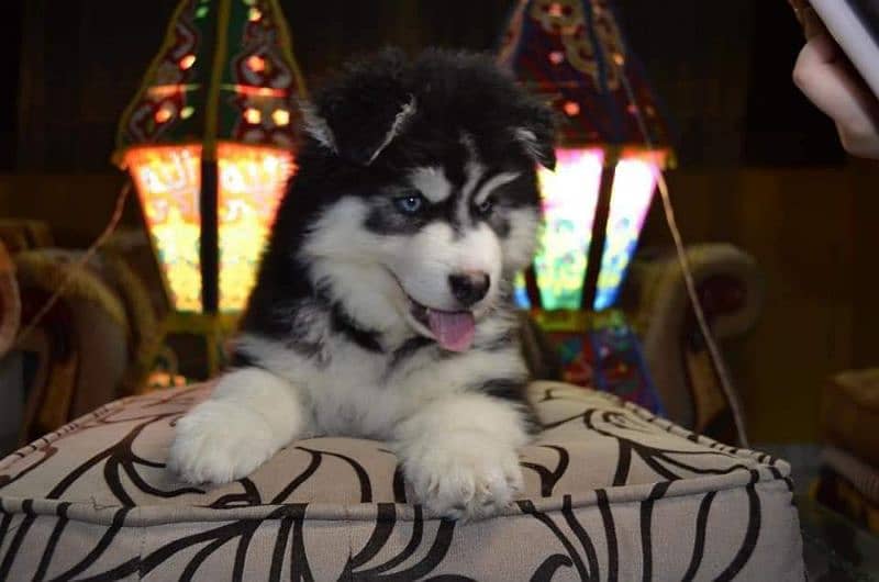 Siberian husky puppies available for sale 1