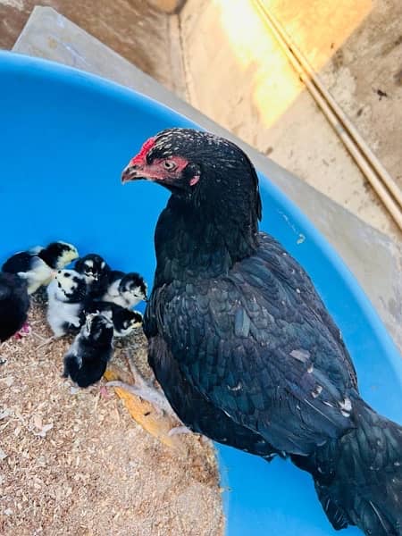 Aseel Hen with Chicks 1