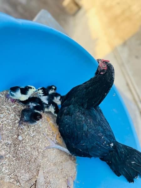 Aseel Hen with Chicks 6