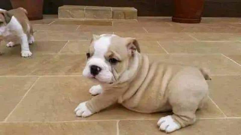 English bulldog puppies available for sale 1