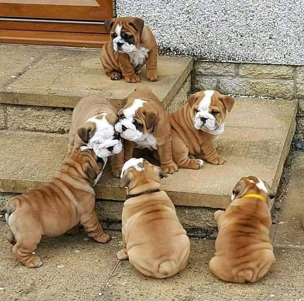 English bulldog puppies available for sale 4