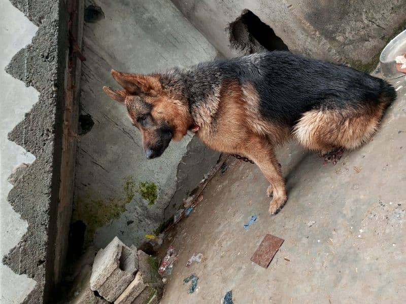 German Shepherd dog for sale full security dog 2