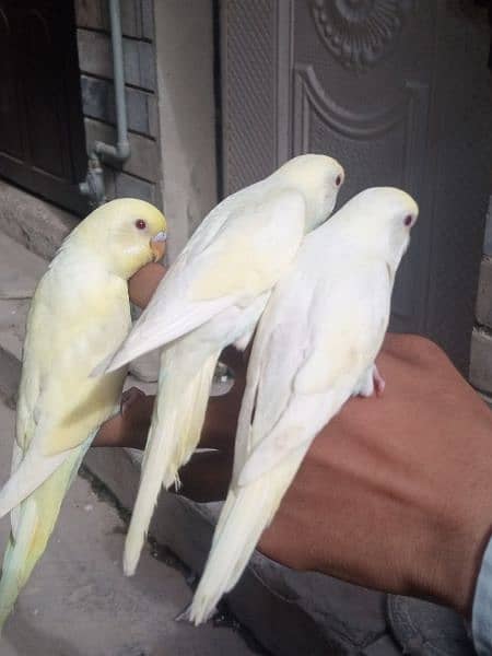 Fully tamed Australian Budgies parrots good quality breeders 7
