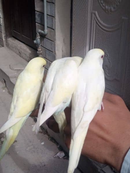 Fully tamed Australian Budgies parrots good quality breeders 8