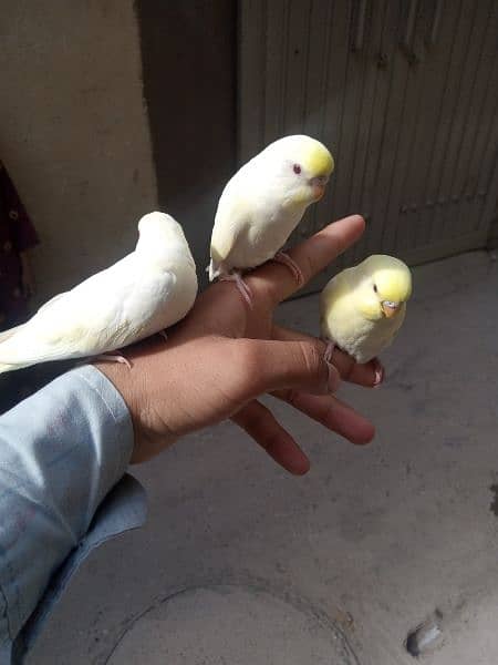 Fully tamed Australian Budgies parrots good quality breeders 9