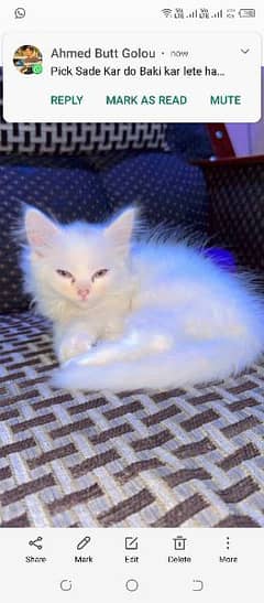 Persian Female Cat 3 month Baby Cat yellow eyes