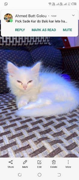 Persian Female Cat 3 month Baby Cat yellow eyes 0
