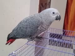 CONGO African Grey Chicks Available 0