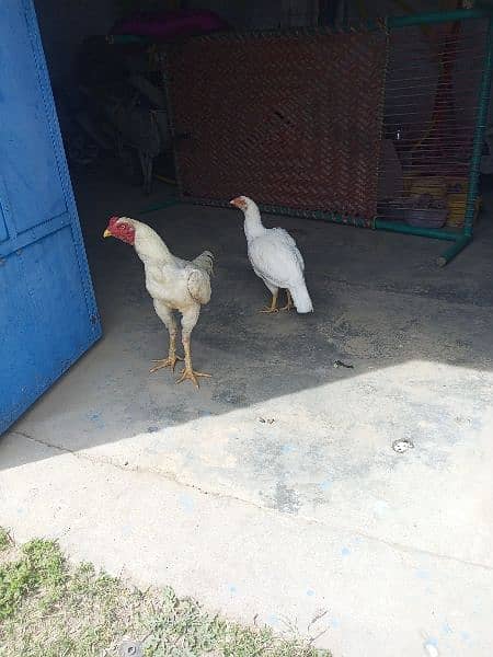 desi hens available 0
