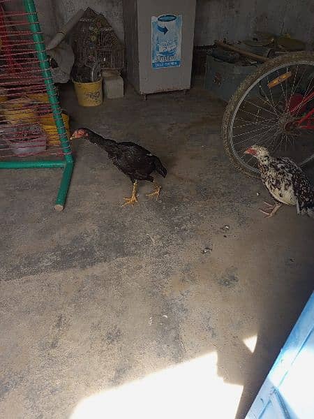 desi hens available 2