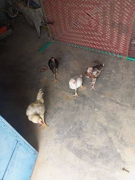 desi hens available 4
