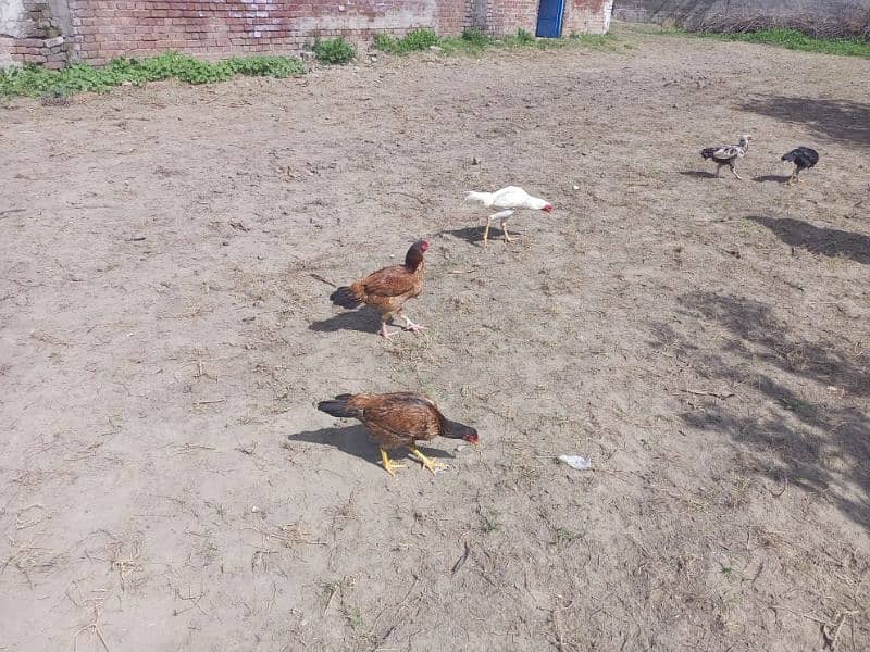 desi hens available 5