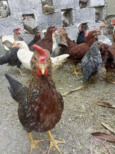 desi hens available 6