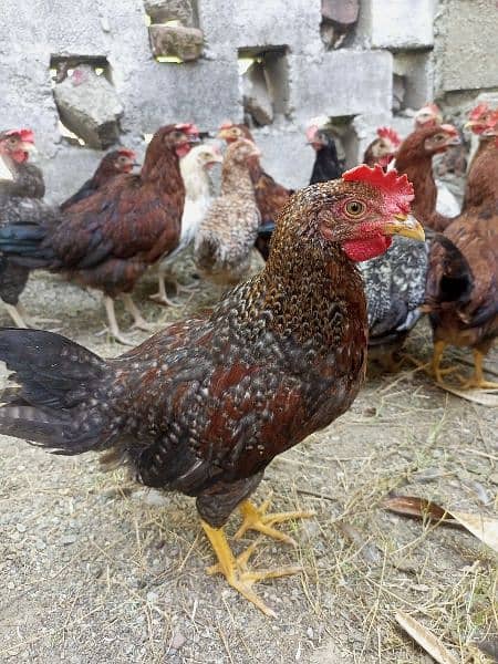 desi hens available 7