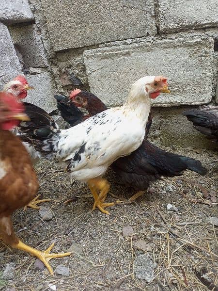 desi hens available 8