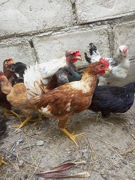 desi hens available 9