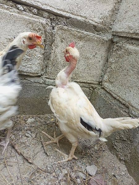 desi hens available 11