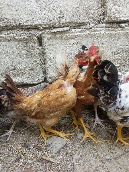 desi hens available 12
