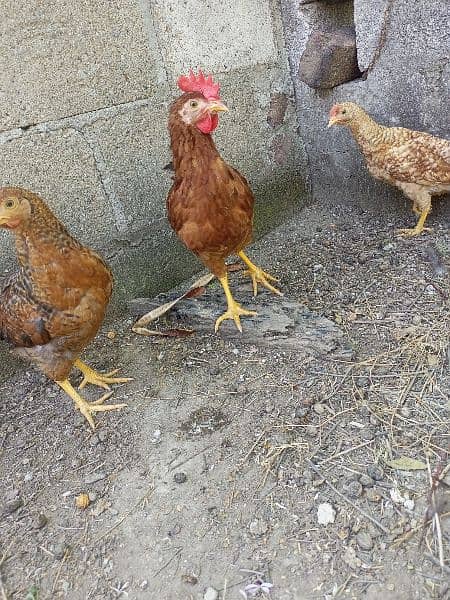 desi hens available 13