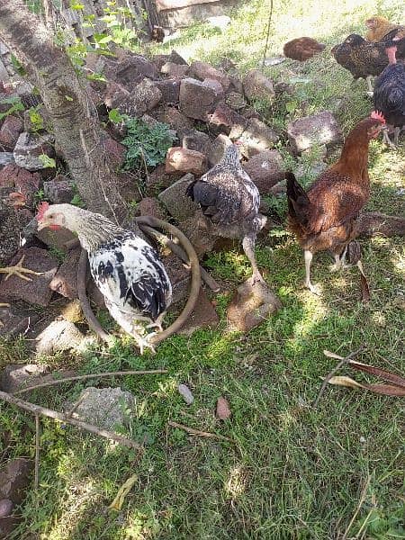 desi hens available 14