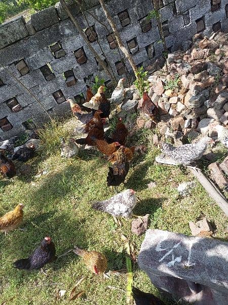 desi hens available 16