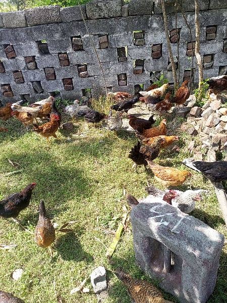 desi hens available 17