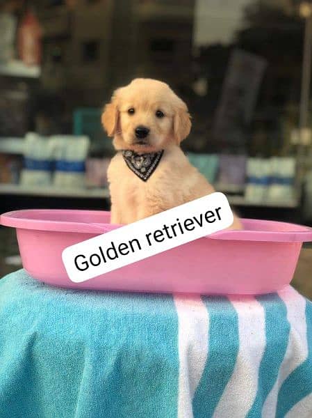 Golden retriever puppies available for sale 2