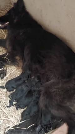 long coat blackshepherd pups for sale