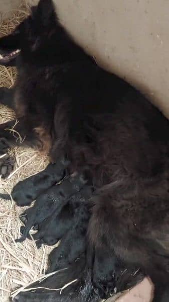 long coat blackshepherd pups for sale 0