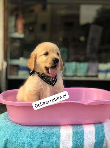 Golden retriever puppies available for sale 0