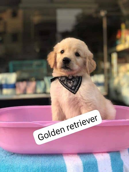 Golden retriever puppies available for sale 1