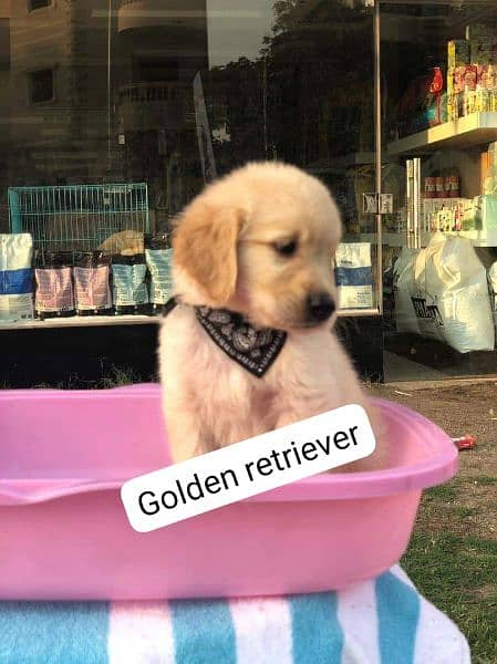 Golden retriever puppies available for sale 1