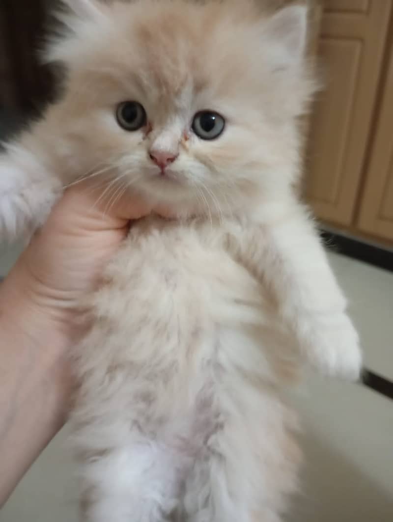 Persian kittens tripple coat 0