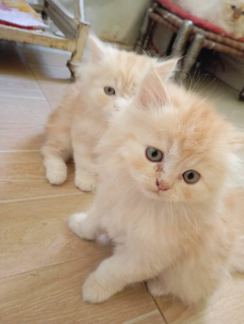 Persian kittens tripple coat 3