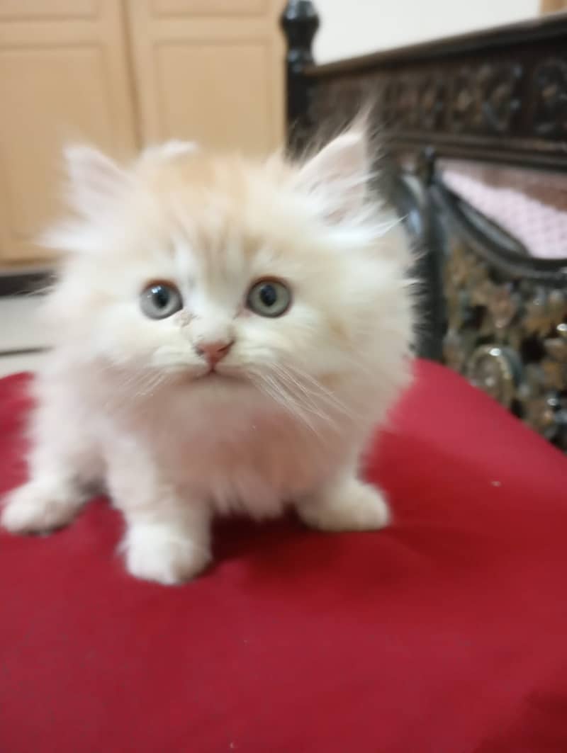Persian kittens tripple coat 4
