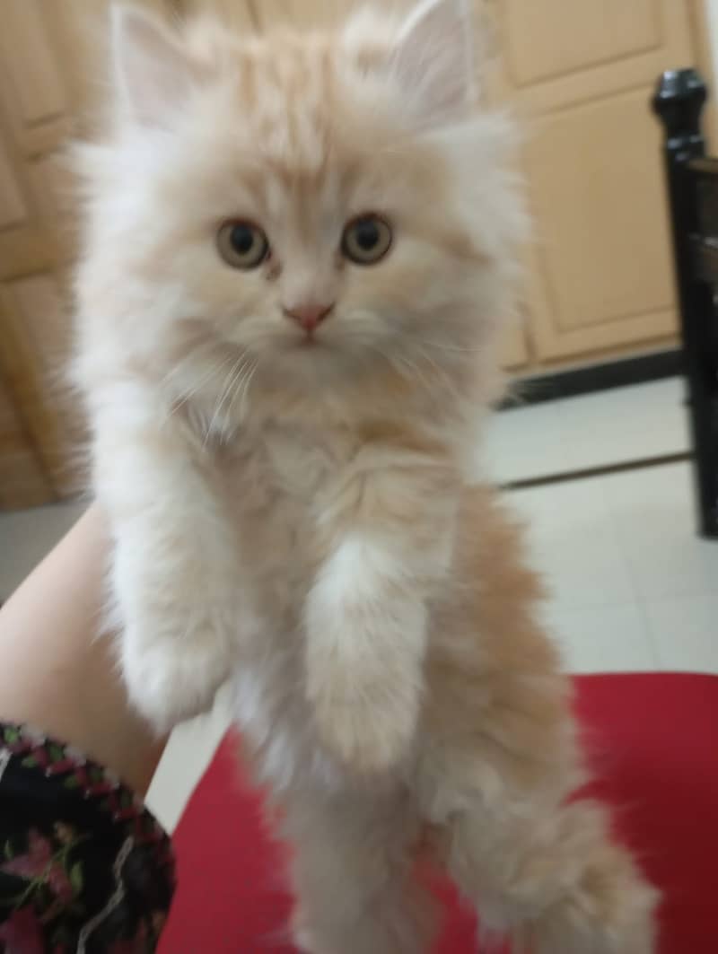 Persian kittens tripple coat 5