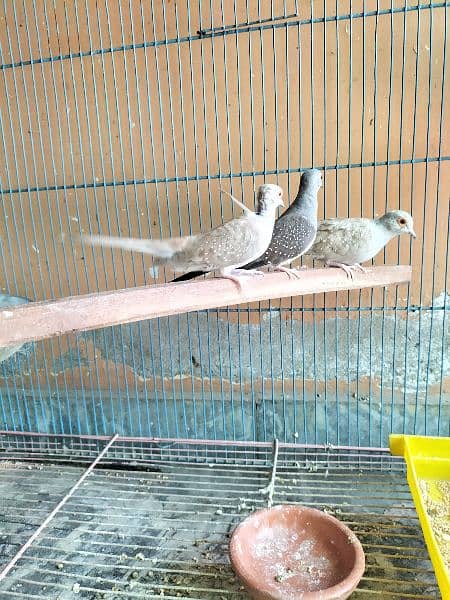 Dove, Budgies(bfbw) and cage 7