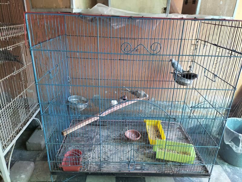 Dove, Budgies(bfbw) and cage 8
