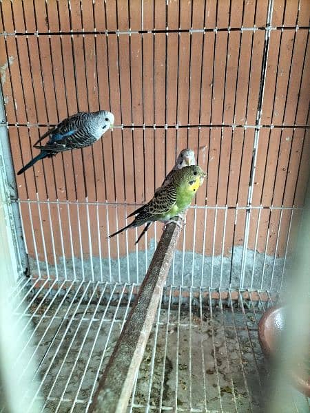Dove, Budgies(bfbw) and cage 9