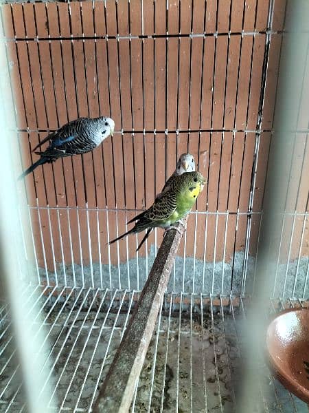 Dove, Budgies(bfbw) and cage 10