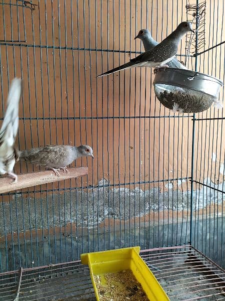 Dove, Budgies(bfbw) and cage 13