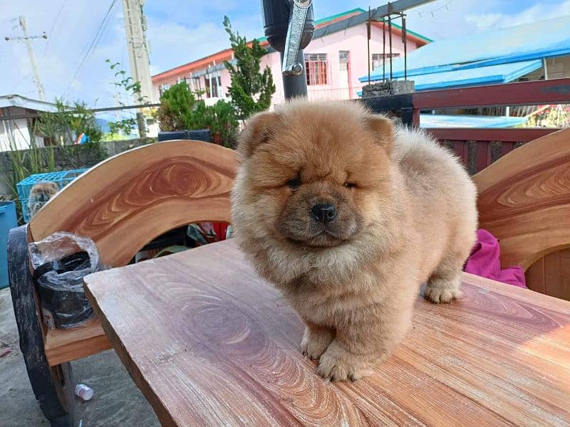 Chow chow imported puppies available for sale 0