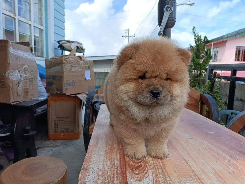 Chow chow imported puppies available for sale 2