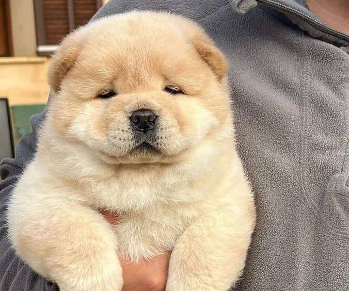 Chow chow imported puppies available for sale 0
