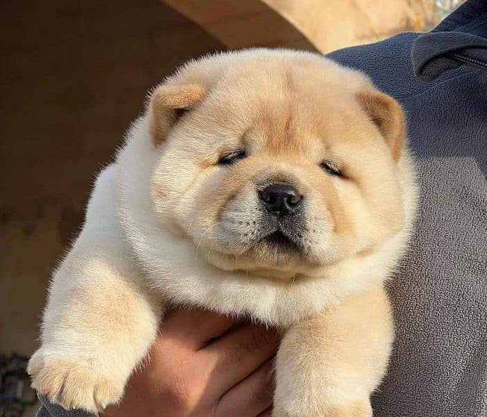 Chow chow imported puppies available for sale 1