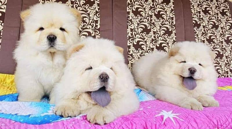 Chow chow imported puppies available for sale 2
