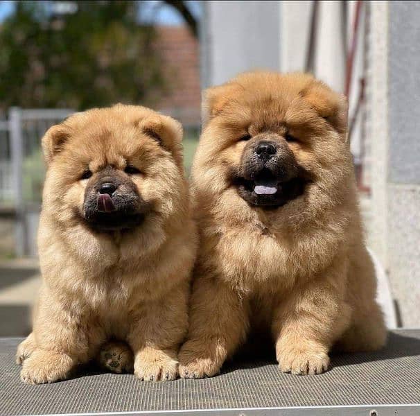 Chow chow imported puppies available for sale 3