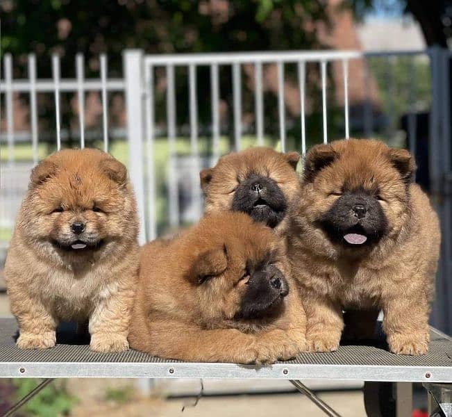 Chow chow imported puppies available for sale 4