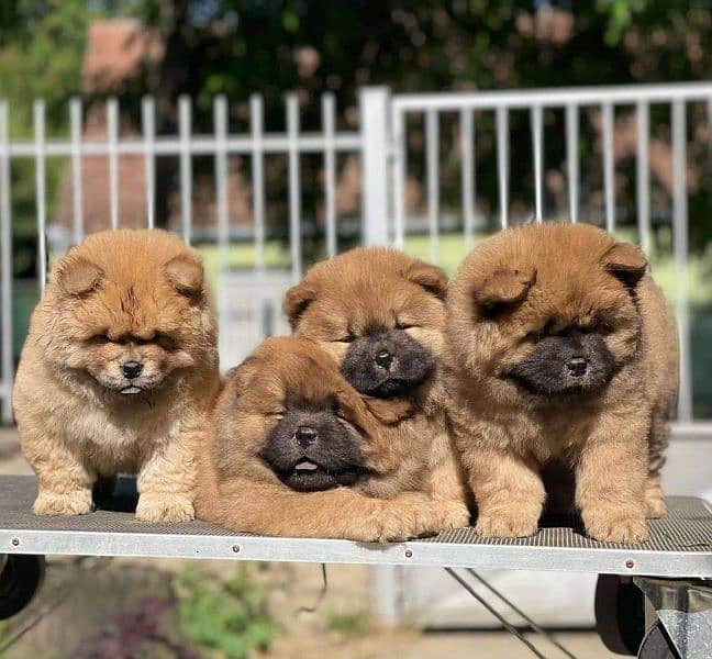 Chow chow imported puppies available for sale 5