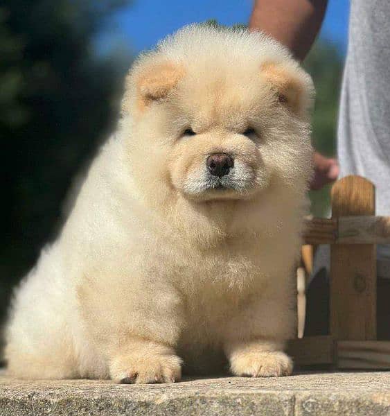 Chow chow imported puppies available for sale 6